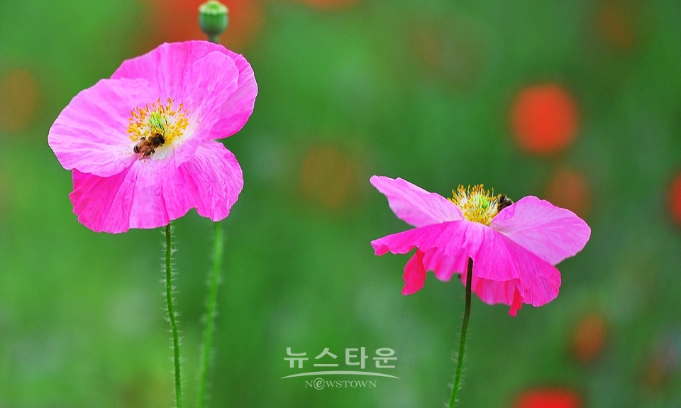 아름다운 양귀비의 자태