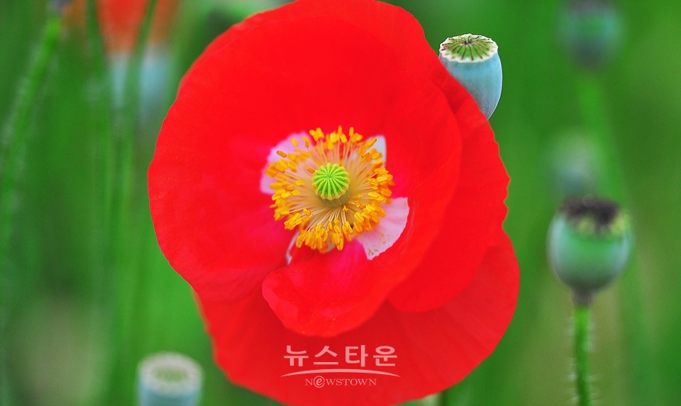 아름다운 양귀비의 자태