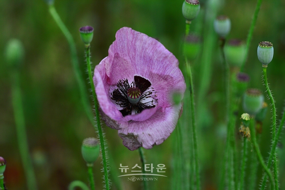 아름다운 양귀비의 자태