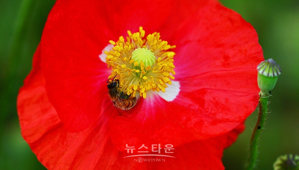 아름다운 양귀비의 자태