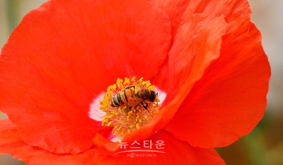 아름다운 양귀비의 자태