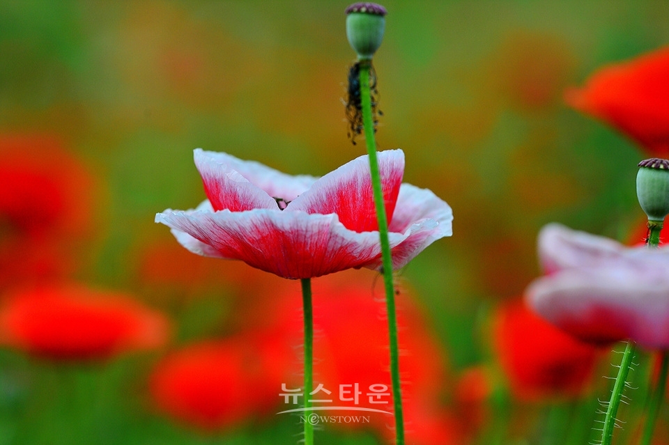 아름다운 양귀비의 자태