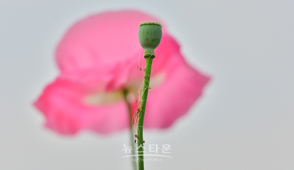 아름다운 양귀비의 자태