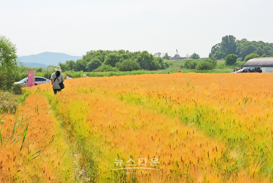여주시 흥천면 상백리 남한강 정겨운 보리축제