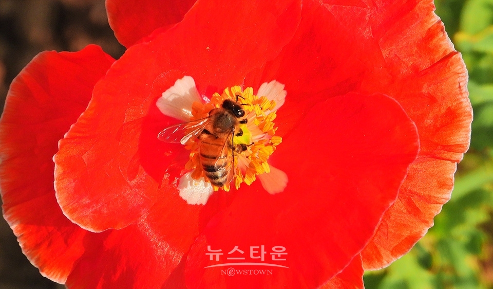 농촌의 풍경