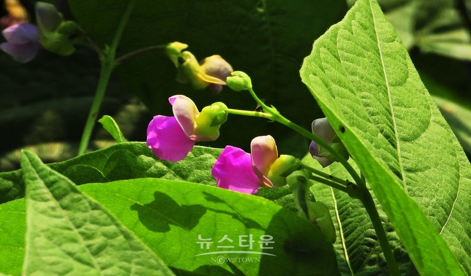 농촌의 풍경