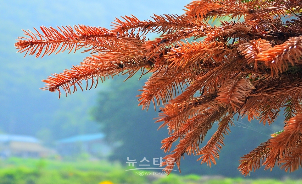 농촌의 풍경