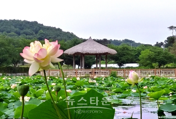 ‘골정지(骨井池)’ 연꽃