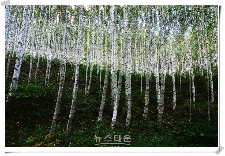 인제군 레프팅, 자작나무숲등 관광지