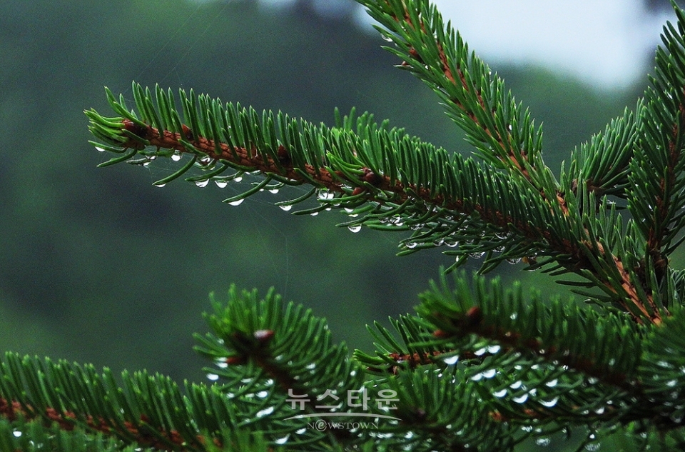 옥구슬 빗방울