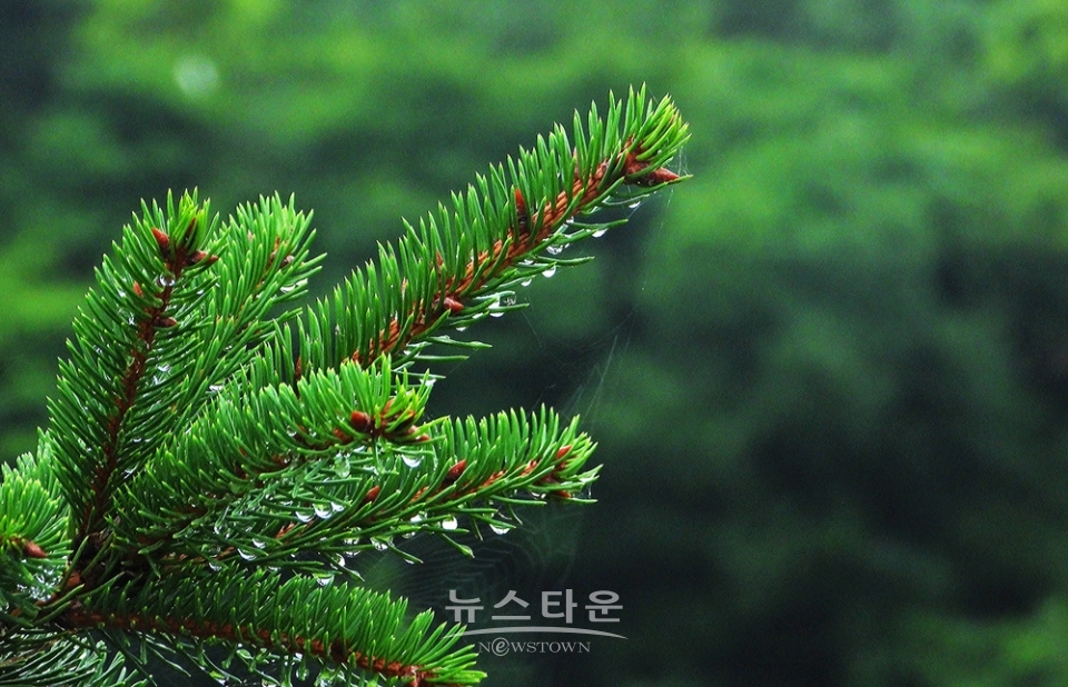 옥구슬 빗방울