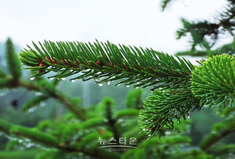 옥구슬 빗방울