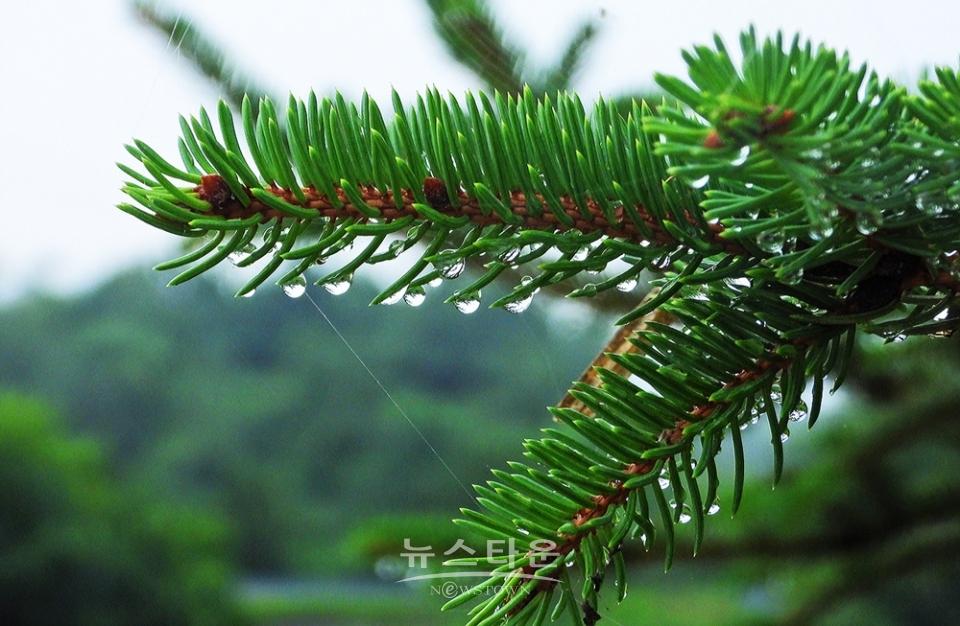 옥구슬 빗방울