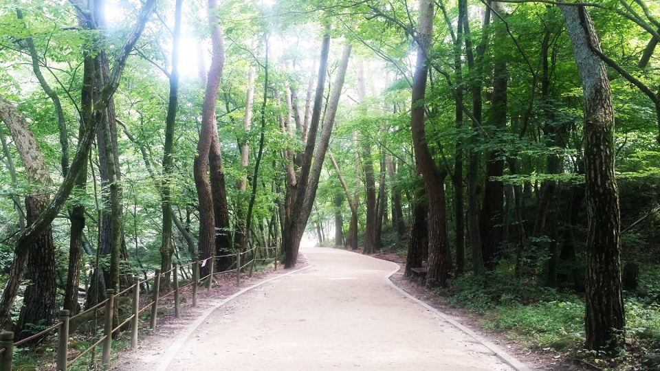 황장목