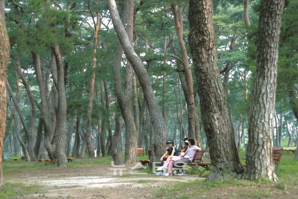 하동 송림