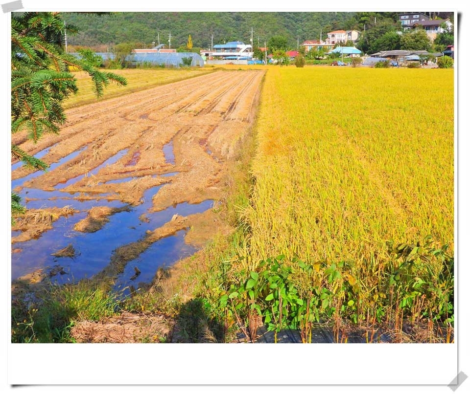 원주 문막 섬강 변을 따라 걷다보면 만나는 것들