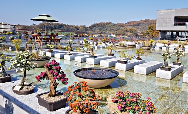 충주시농업기술센터가 충주국화분재연구회 회원 30여명이 1년 동안 정성들여 가꾼 작품 650여점의 다양한 국화작품을 11월 11일까지 전시한다.