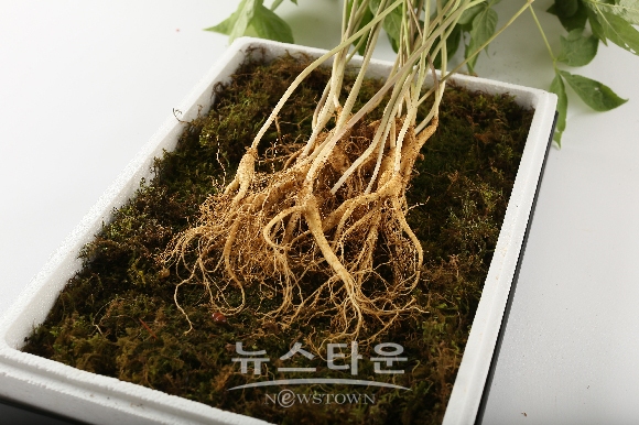 산림청은 유통업체 ‧ 전통시장 ‧ 판매장 등을 대상으로 16일 부터 23일까지 산양삼 불법 유통을 산림청, 한국임업진흥원, 지자체가 합동으로 단속에 나설 예정이다(사진-산림청)