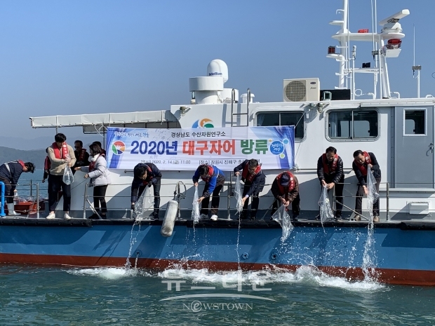 창원시는 14일 부화된 대구 자어 100만 마리를 진해만에 방류했다(사진-진해구)