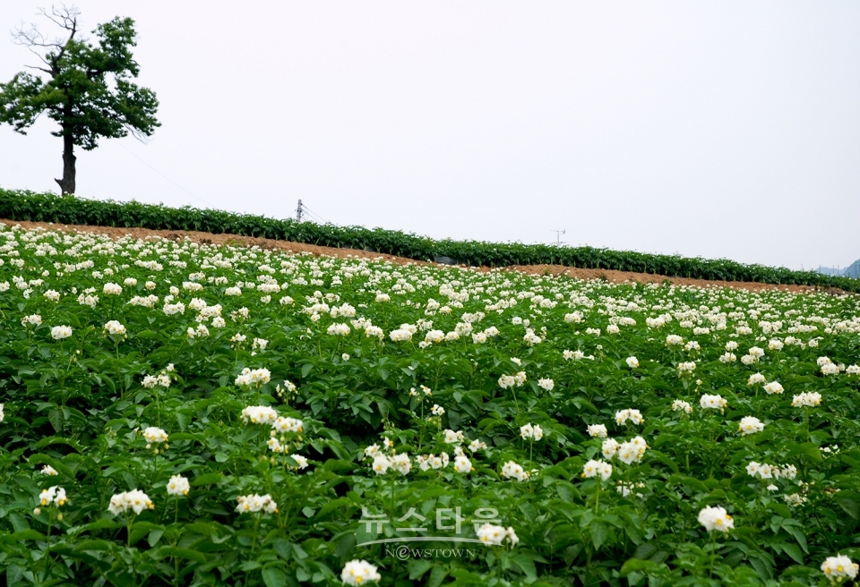 고랭지밭 : 자료사진