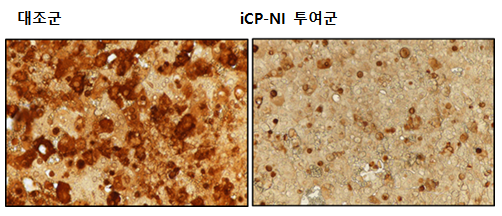 사진설명: iCP-NI 투여에 의한 급성간염 동물모델에서의 간조직 보호효능