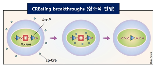 세포투과성 크리 (CP-Cre:  )가 세포 핵 안으로 전송되어 유전체를 조절하는 그림 (리처드 벨린져 교수 (미국 텍사스 엠디 엔더슨 암연구소)가 평가 제시한 시물레이션 (출처: 네이쳐 바이오테크놀로지)