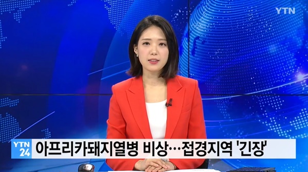 아프리카 돼지열병 (사진: YTN 뉴스)