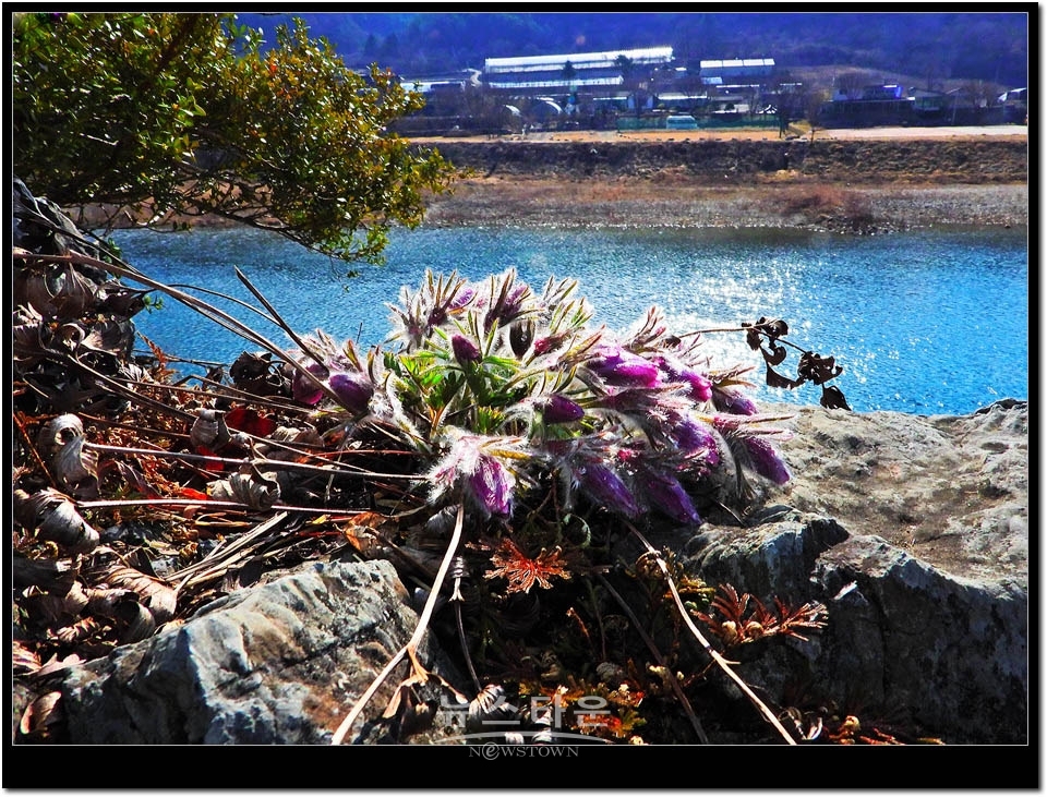 영월 문산리 동강할미꽃