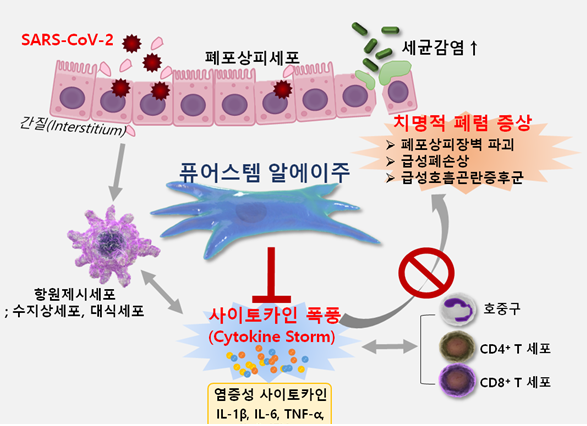 코로나19에서 퓨어스템 알에이주의 치료기전 모식도