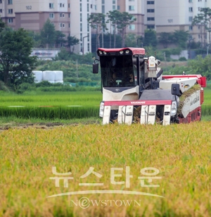 2019년 당진 첫 햅쌀 수확