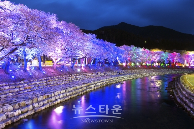 야간관광 100선 (충주 수안보족욕길 벚꽃)
