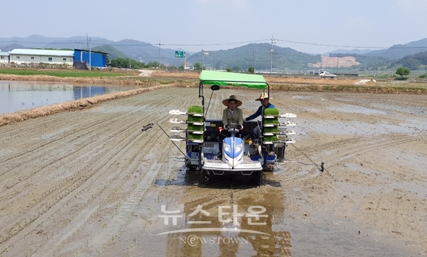 모내기 작업