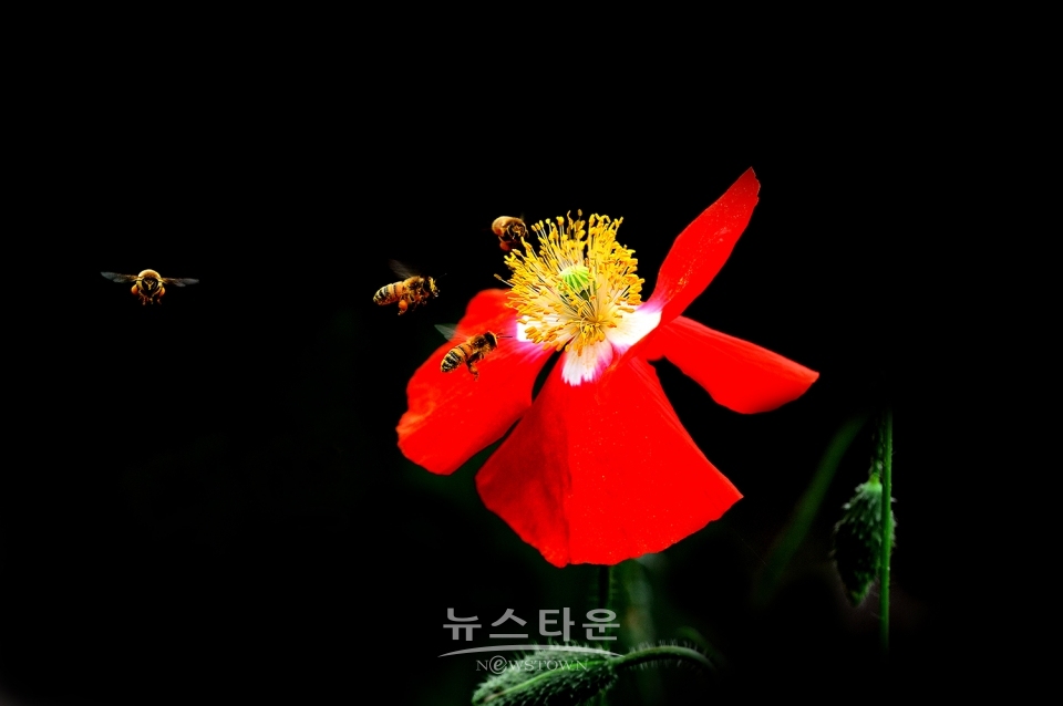 양귀비 자료사진