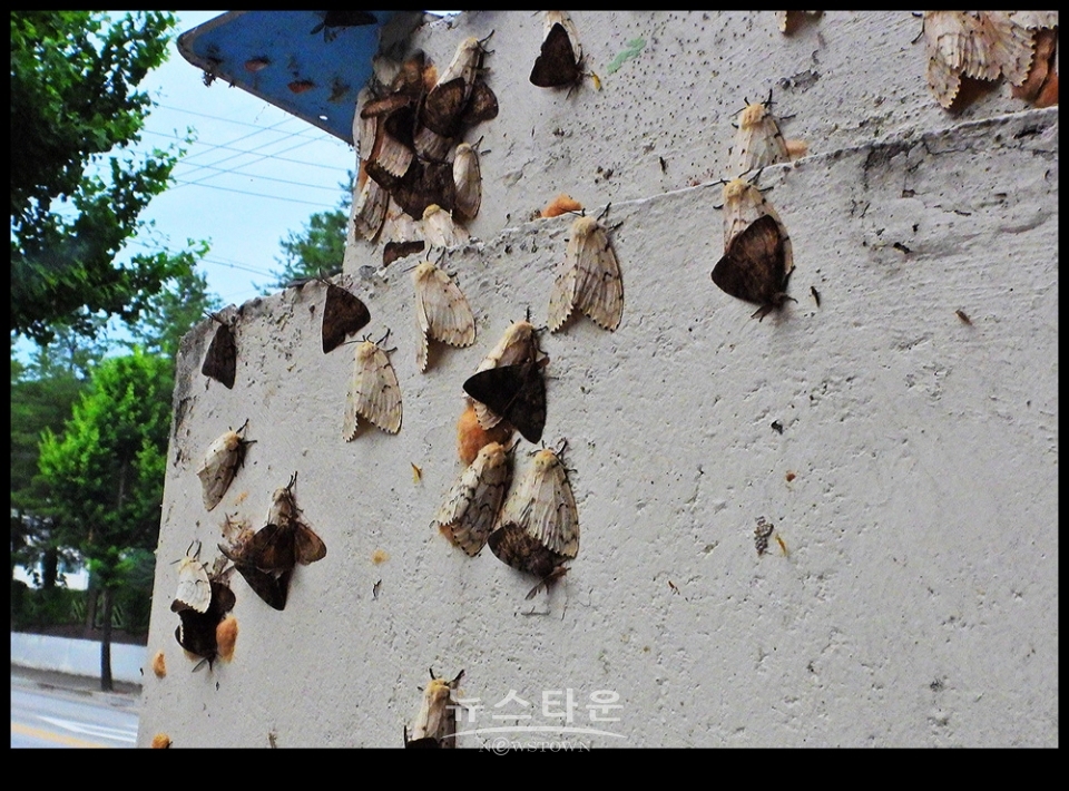 문막읍 동화리 매미나방