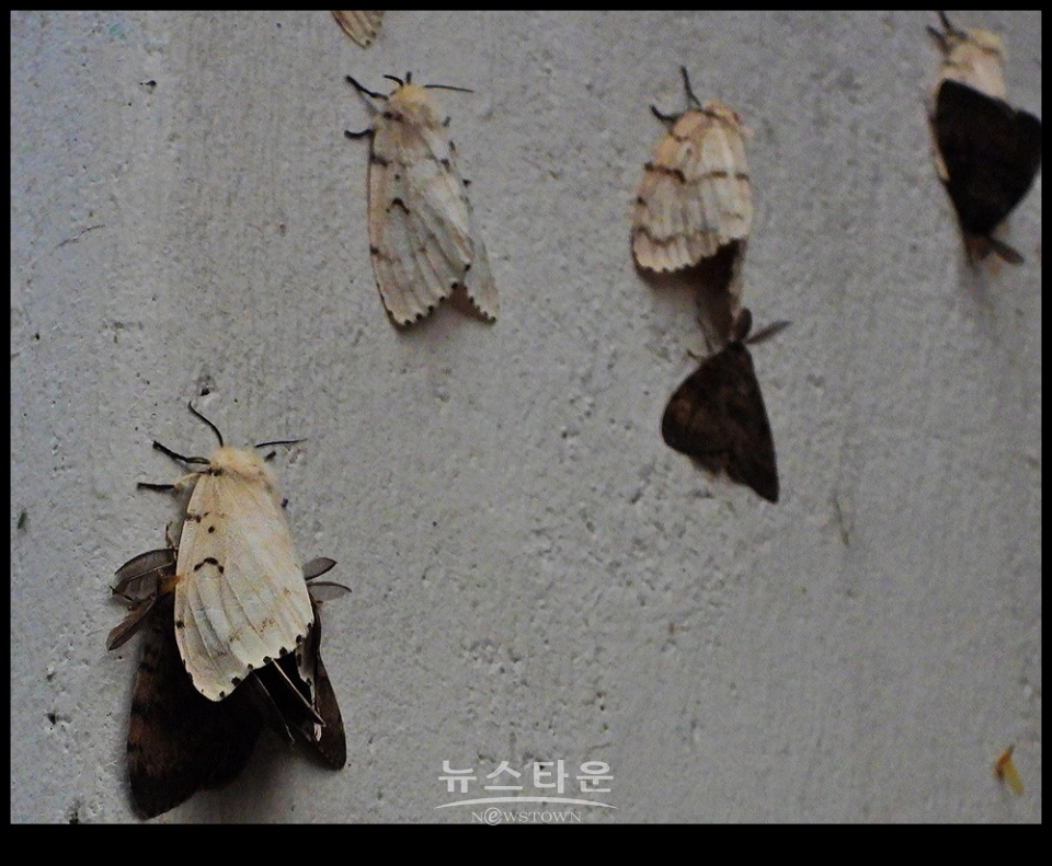문막읍 동화리 매미나방