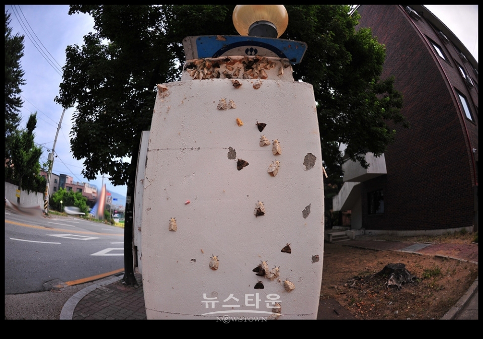 문막읍 동화리 매미나방