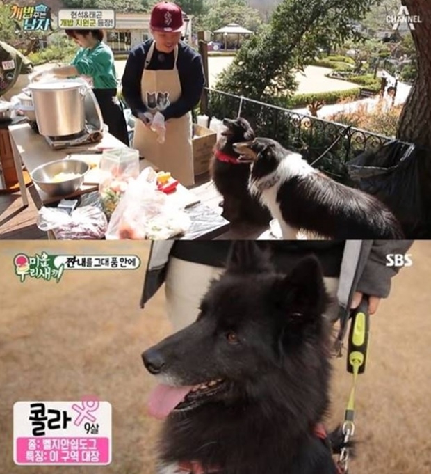 김민교 강아지 벨지안 쉽도그 (사진: 채널A, SBS)
