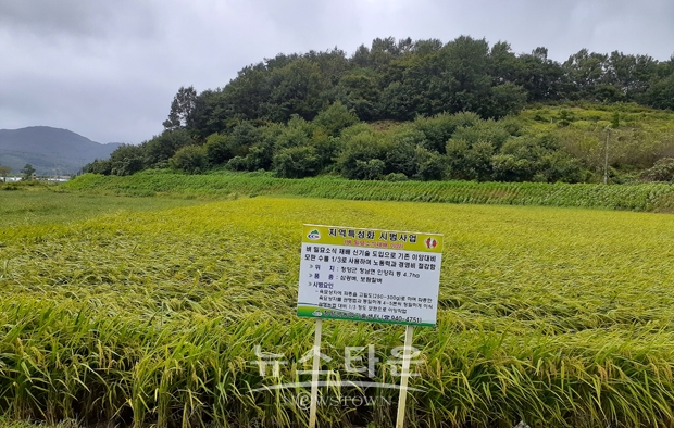 드문모심기 수확 결과 일반 모내기 논 대비 수확량은 약 5% 정도 향상됐고 벼 쓰러짐 피해와 태풍·병해충 피해가 눈에 띄게 낮아진 것으로 파악됐다.
