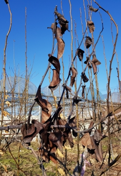 겨울철 배나무 과수화상병 증상