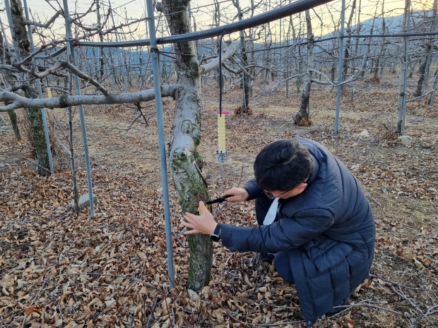 경주시농업기술센터에서 과수 화상병 예찰활동을 펼치고 있다