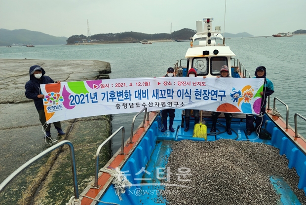 충청남도수산자원연구소가 서해안 갯벌에서 새꼬막 양식에 도전한다. 지난 4월 12일 전남산 새꼬막 중성패를 서산 간월도와 당진 난지도에 방류했다.