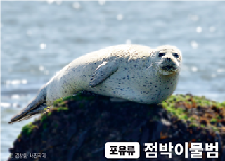 점박이물범 사진은 김창환 사진작가 作
