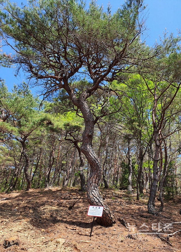불법 굴취꾼이 노린 것으로 보이는 고가 소나무 앞에 영천시가 '수사중' 푯말을 세웠다. 이 소나무는 굴취를 위한것으로 보이는 불법 산림훼손 진입로 최상단 끝부분에 있다.