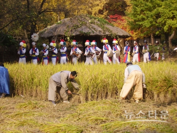단오 벼 베기 행사(사진 : 한국민속촌)