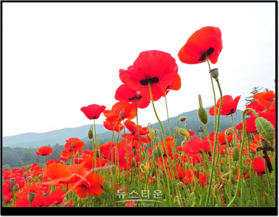 원주시 판부면 서곡리 양귀비축제장2019년 6월.  거의 97%이상이 빨간색갈이다