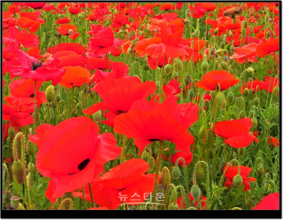 원주시 판부면 서곡리 양귀비축제장2019년 6월.  거의 97%이상이 빨간색갈이다