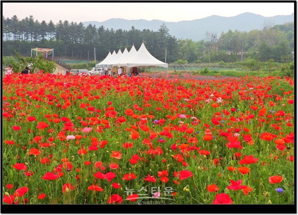 원주시 판부면 서곡리 양귀비축제장2019년 6월.  거의 97%이상이 빨간색갈이다