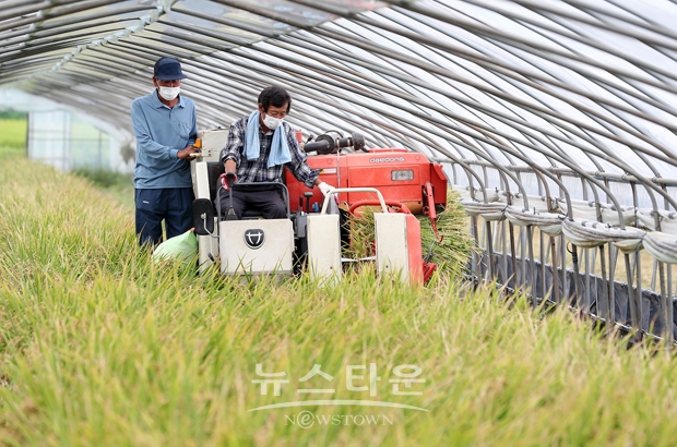 시설하우스 3모작을 위한 빠르미 수확 행사