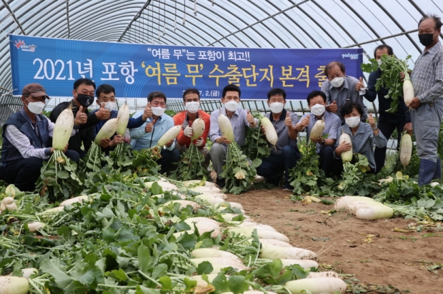 지난 7월 수출용 여름 무 출하 사진