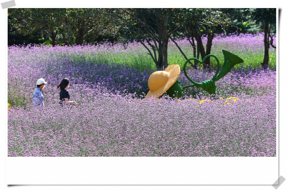 인제 가을꽃 축제현장